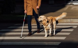 Belina and Onara: the two retired guide dogs adopted by Pedro Piqueras