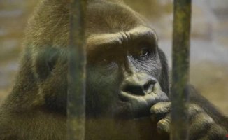 More than 250,000 signatures in the campaign to save Bua Noi, perhaps the loneliest gorilla in the world