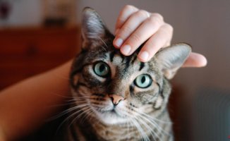 Fewer claws, bites and fights: this is how sterilization affects your cat