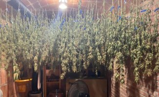 They dismantle a crop with 356 marijuana plants in the eviction of a house in Madrid