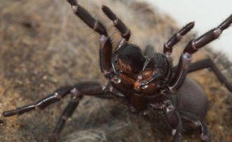 The deadliest spider in the world is capable of modifying its dose of venom
