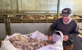 Wool is a problem for farmers in the Pyrenees because it becomes a material that is rejected