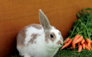 Good fruits and vegetables for your pet rabbit