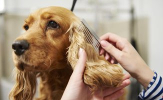 The best feed and special grooming products for dogs with sensitive skin and fur