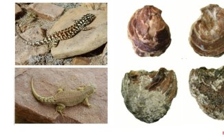A lizard and a small fossil, the first two species named in honor of Messi