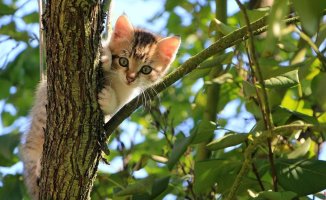 Differences between a home cat and an outdoor one