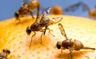 The best tricks to put an end to fruit flies once and for all