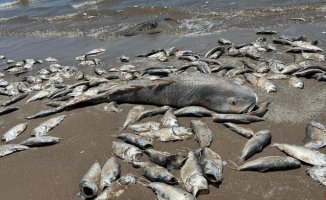 Tide of dead fish off the Texas coast due to warm water and lack of oxygen