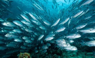 Climate migration: marine species seek refuge near the poles due to warming