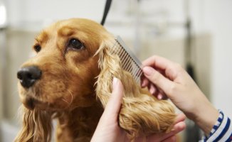 The best feed and special grooming products for dogs with sensitive skin