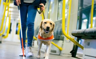 How to deal with an assistance or service dog