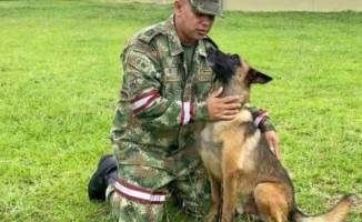 Females in heat and 70 soldiers: the method to search for Wilson, the rescue dog lost in the jungle of Colombia