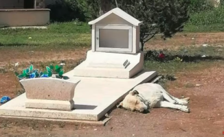 The dog that makes the internet fall in love by staying next to its owner's grave in Saltillo