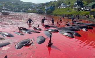 Controversial slaughter in the Faroe Islands: 500 whales, brutally slaughtered