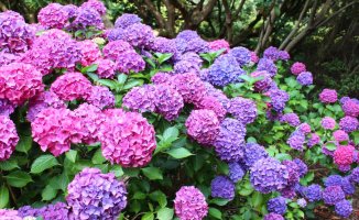 Guide to caring for your outdoor hydrangeas this summer