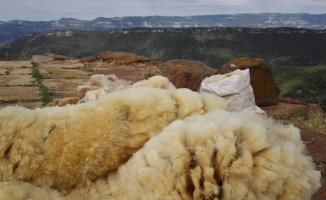 From isolating to compost, wool seeks to become useful and profitable again