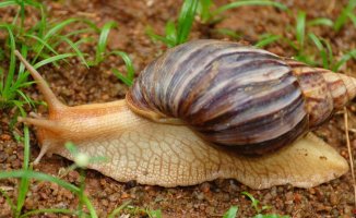 The reappearance of giant snails forces to quarantine several areas of Florida