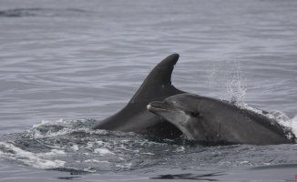 Dolphins: Russia's weapon to defend Crimea