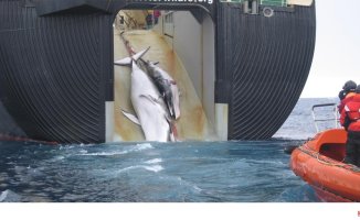 Iceland suspends whaling because it breaches current animal welfare law