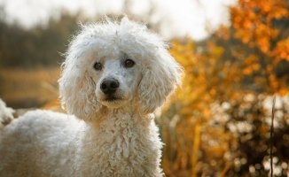 Dog grooming: follow these tips before the arrival of summer