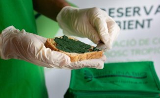 Spirulina could revolutionize the world of nutrition and these are the reasons