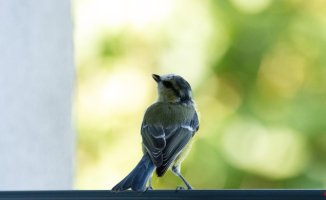 How to scare birds away from your porch or terrace