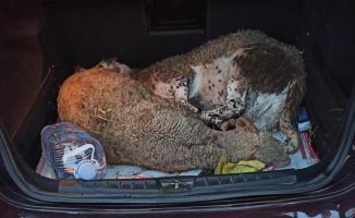 Arrested a man in Navès for illegally selling sheep