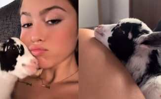 A young woman is the envy of millions of people on TikTok for her new pet: "Half dwarf goat, half dog"