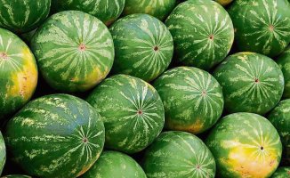 Watermelon production falls in Spain due to the climate