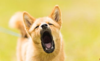 Calming signals: what you should know about the language of dogs