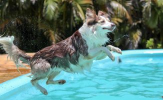 Safety tips for your dog in the pool, beach and other areas of dips