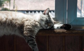 How to keep your cat cool in summer