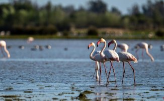Doñana could be expelled from the green list of the International Union for Conservation of Nature