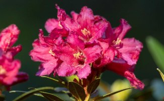 The beautiful short-lived bloom of the mountain azalea