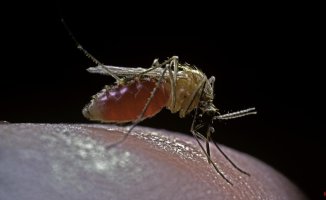 They detect an increase in mosquitoes that transmit West Nile virus in Andalusia