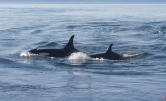 Postmenopausal killer whales are dedicated to protecting their male offspring from cetacean attacks