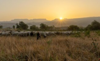 How Drought Affects Agriculture and Livestock