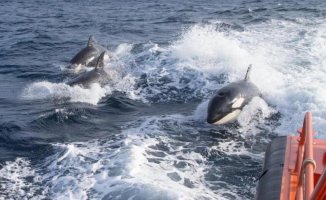 Orcas attack a ship again, this time in the Mediterranean Sea