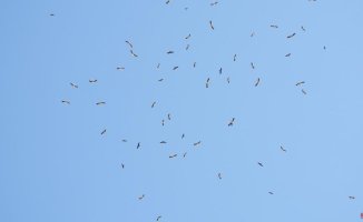 Visual challenge: How many black kites have snuck in among the storks?