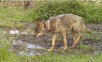 The PP promises to re-establish wolf hunting north of the Duero