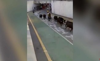 Nine bulls cause panic by sneaking into a parade in the Alicante town of Gata de Gorgos