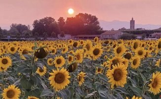 Sunflower sunsets in the Empordà