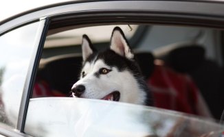 Four songs to reduce the stress of pets when traveling by car