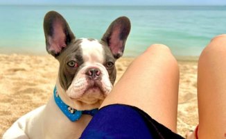 Skin cancer in pets: everything you need to know