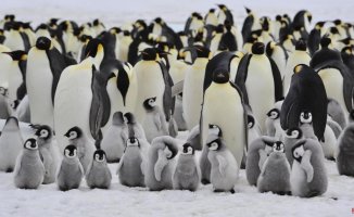 The loss of ice in the Antarctic causes a catastrophe in the colonies of emperor penguins