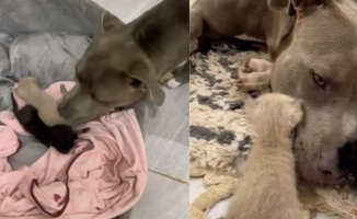 The surprising reaction of two American Stanford dogs to two abandoned baby cats