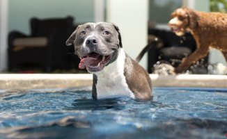 What happens if your dog drinks pool water