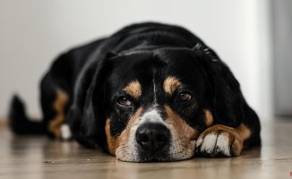 What human medications can dogs take?