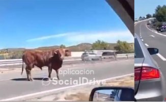Panic on the highway: a truck loaded with bulls overturns and several cattle walk between the cars