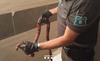 They find a Honduran milk snake in the bathroom of a Terrassa apartment